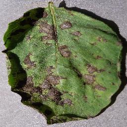 Hawar Dini (Early Blight)